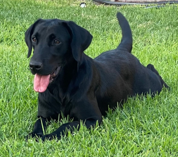 Cali
